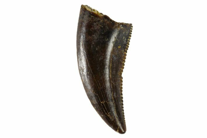 Serrated, Small Theropod (Raptor) Tooth - Montana #113779